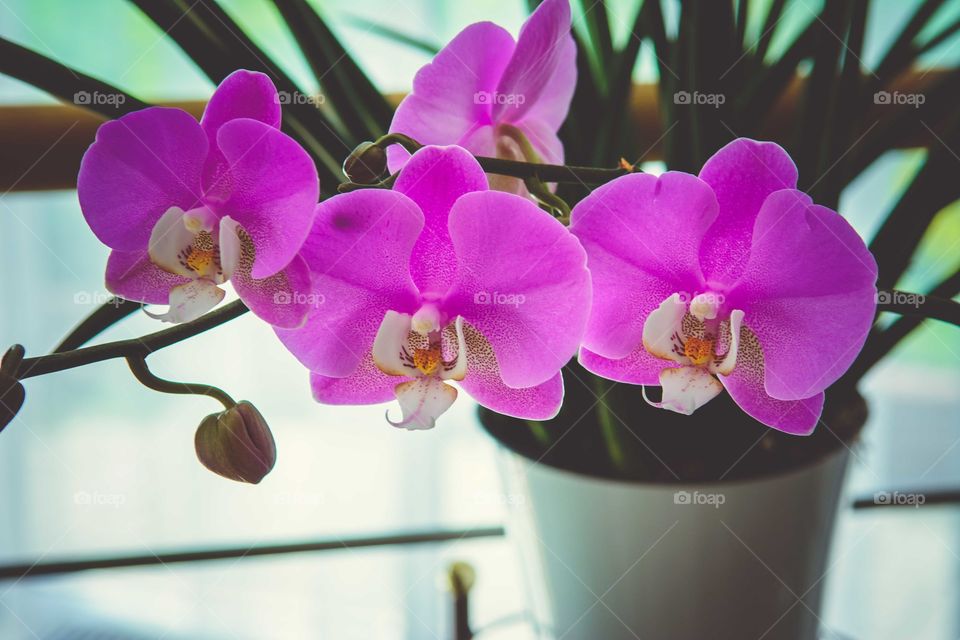 Close-up of a purple flower