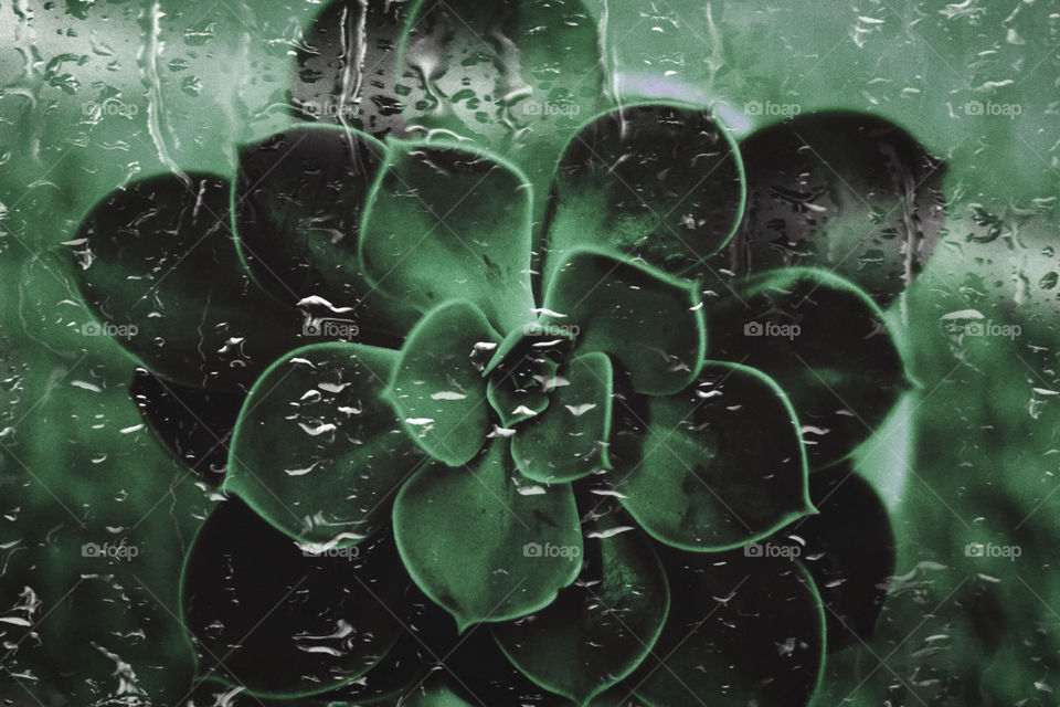 Succulent and rain drops 