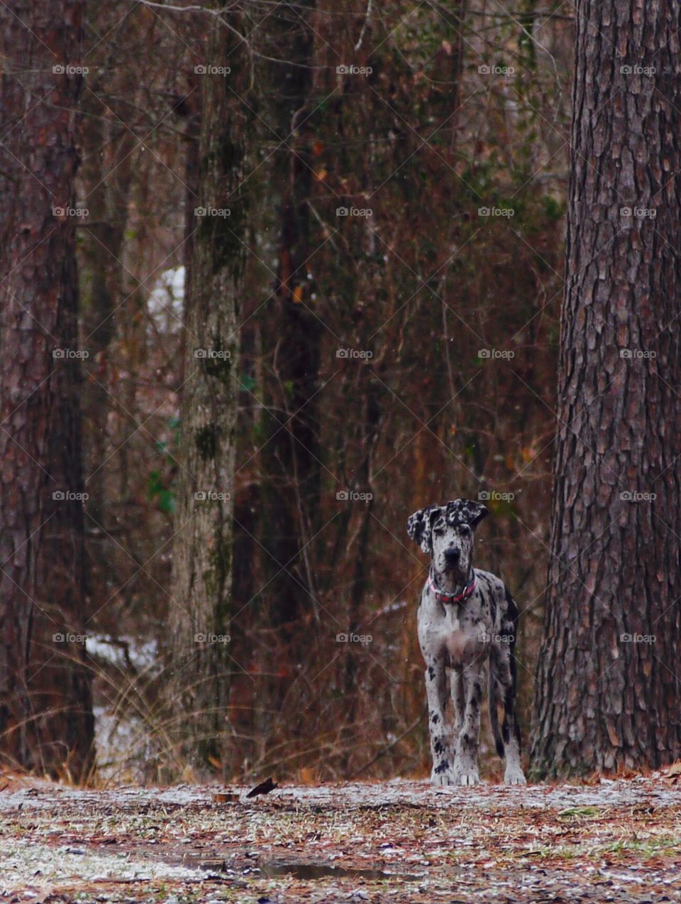 Marshmellow the Great Dane