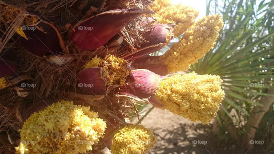 palm flower 