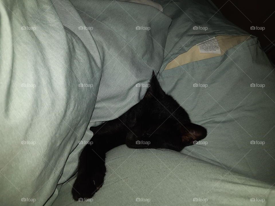 Black cat sleeping in bed