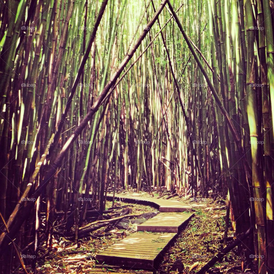 Wood, No Person, Bamboo, Tree, Nature