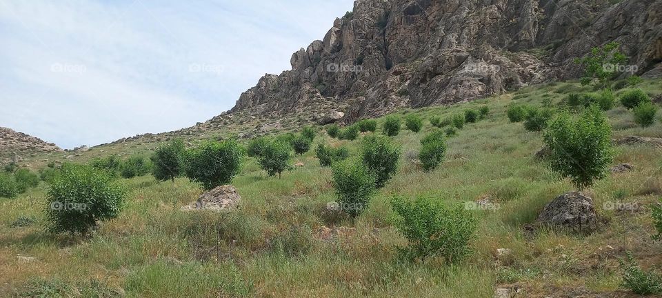 mountain,mountain garden,beautiful scenery, fresh air