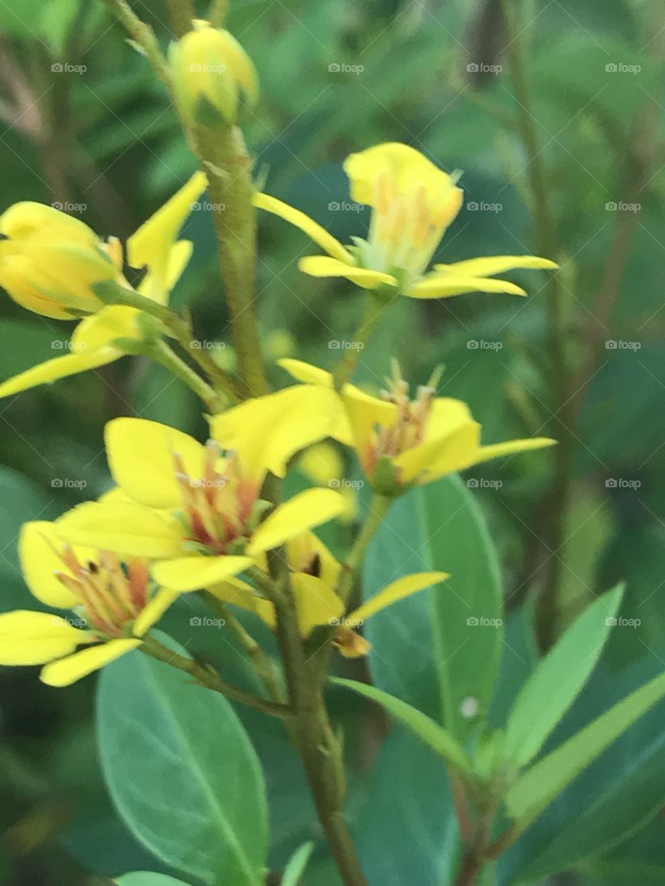 Bunch of yellow flowers with leaves 
