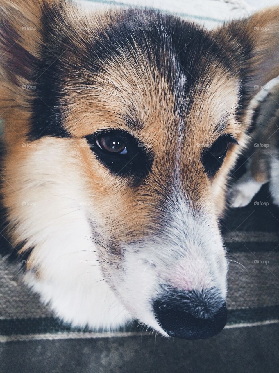 Corgi upclose