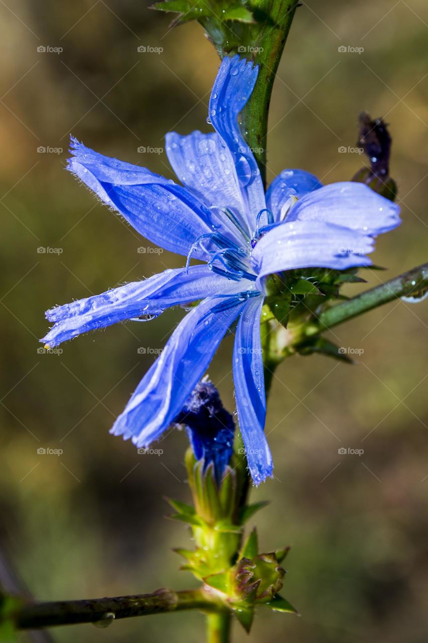 Chicory in raindrops