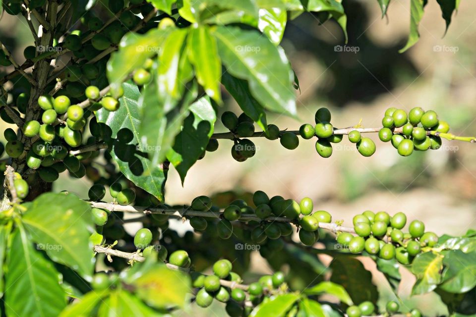 Coffee beans in Guatemala 