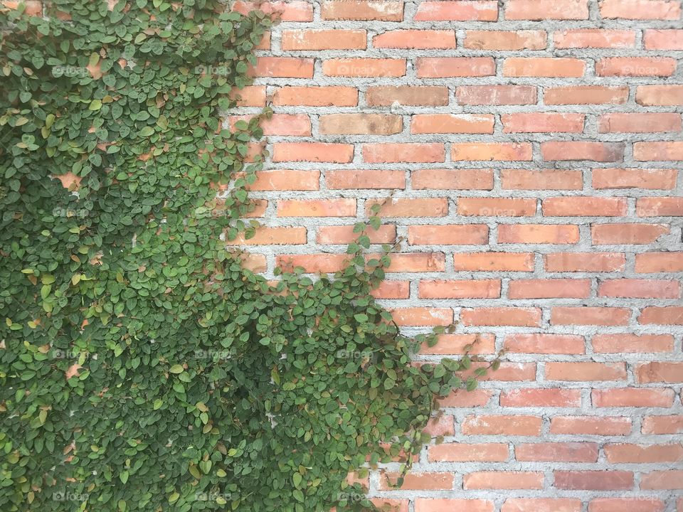 Crawler grow on clay brick wall