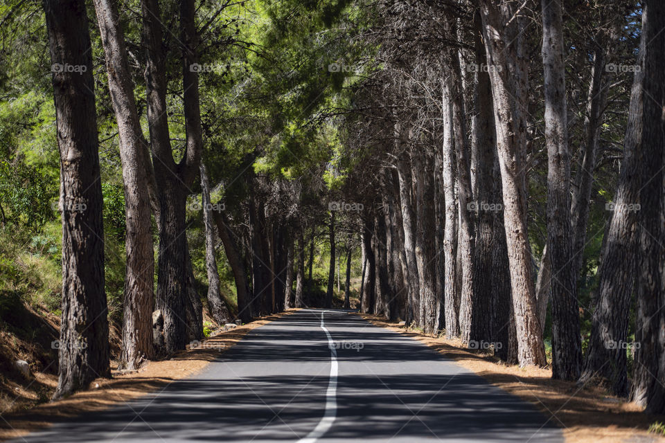 Road in the forest