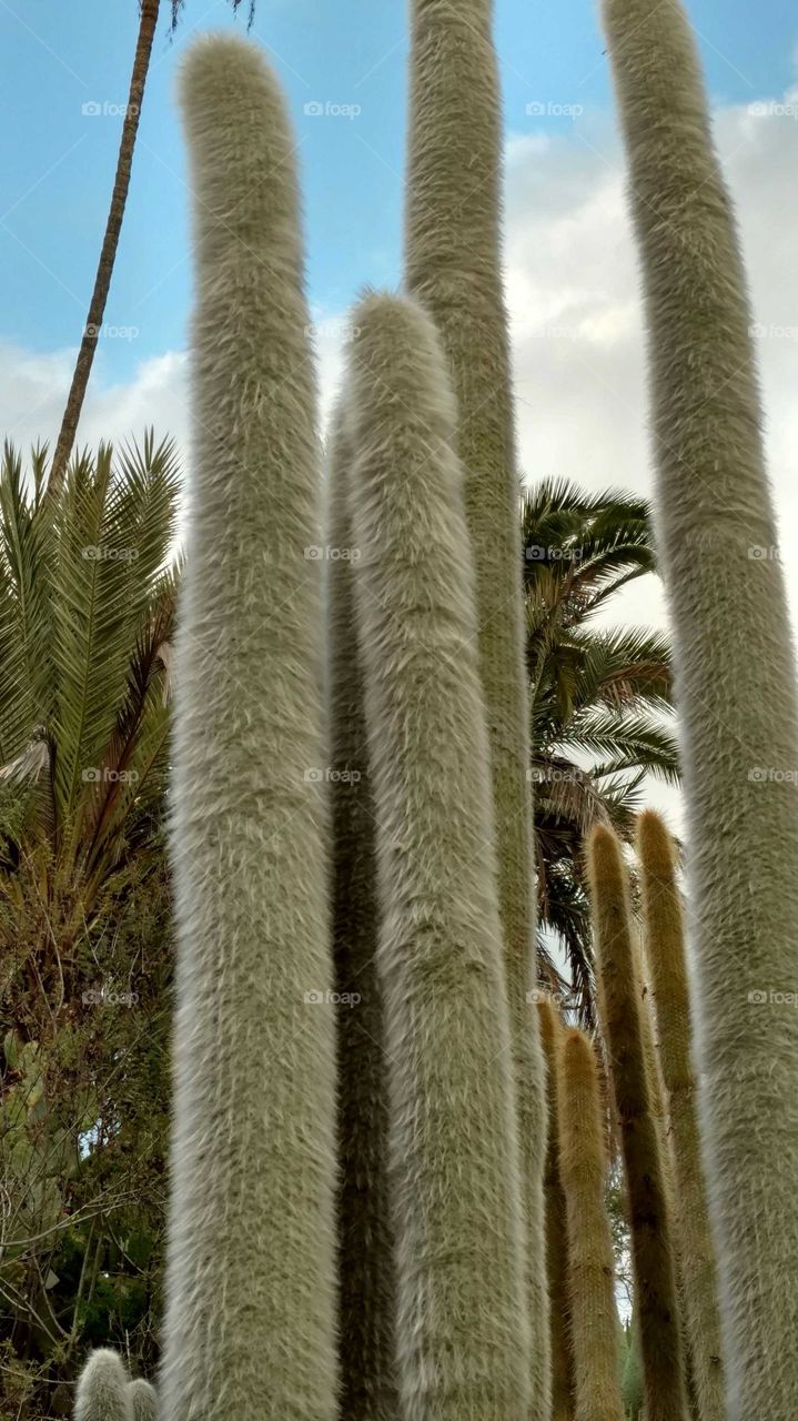 Fuzzy soft cactus garden