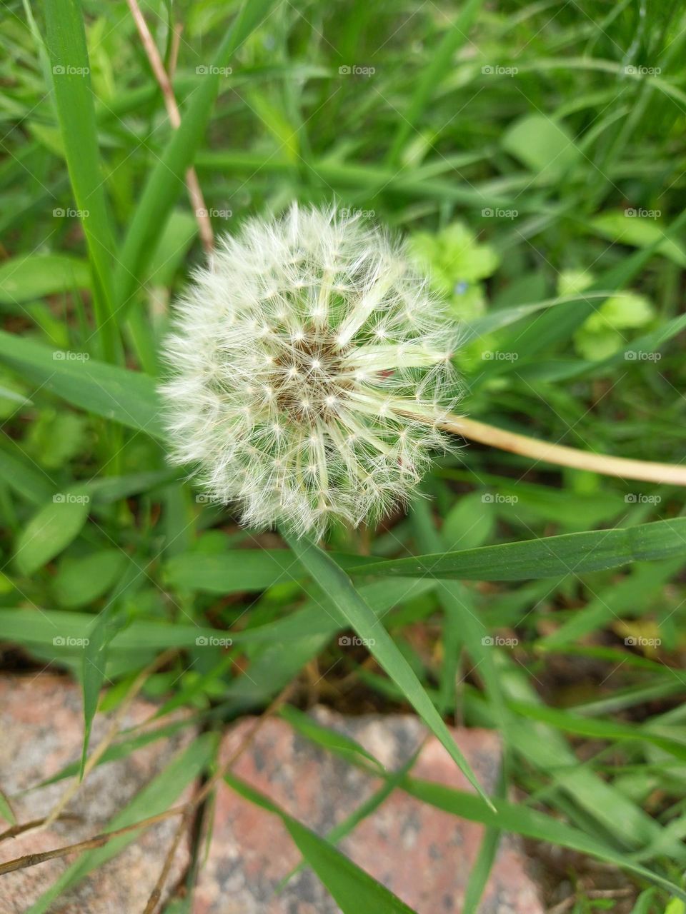 White spring dandelion