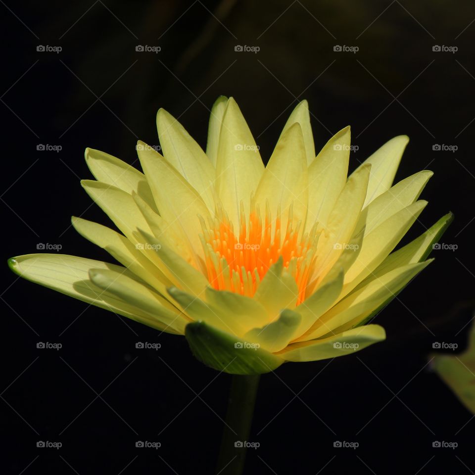 The stunning view of a tropical water lily 