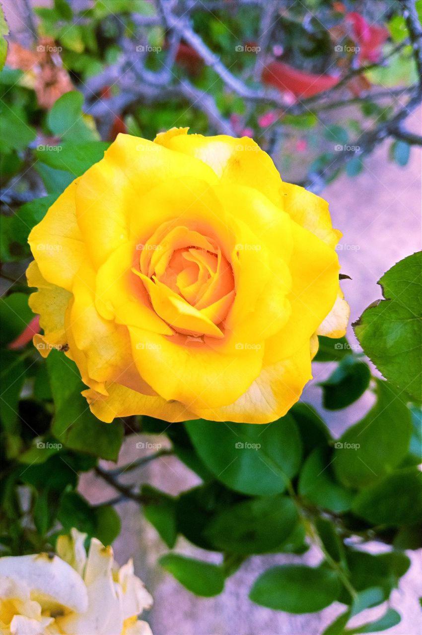 beautiful yellow🟡 rose 🌹flower