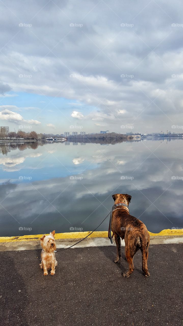 Two dogs near lakeside