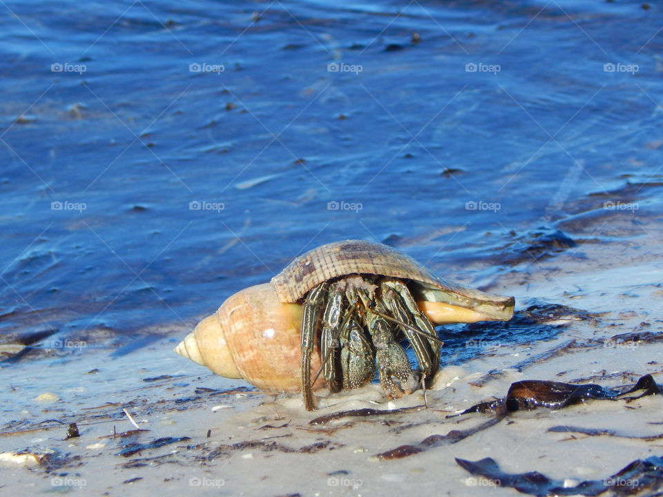 Hermit Crab on the Shore Line