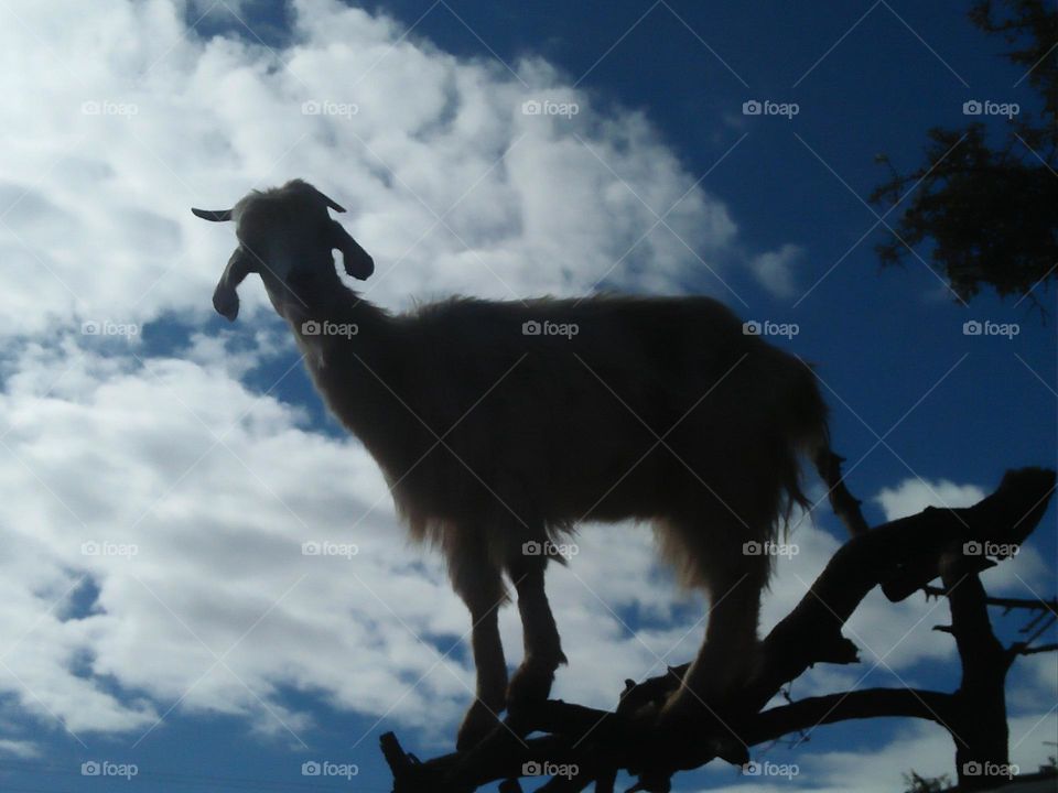 A white goat looking at my camera