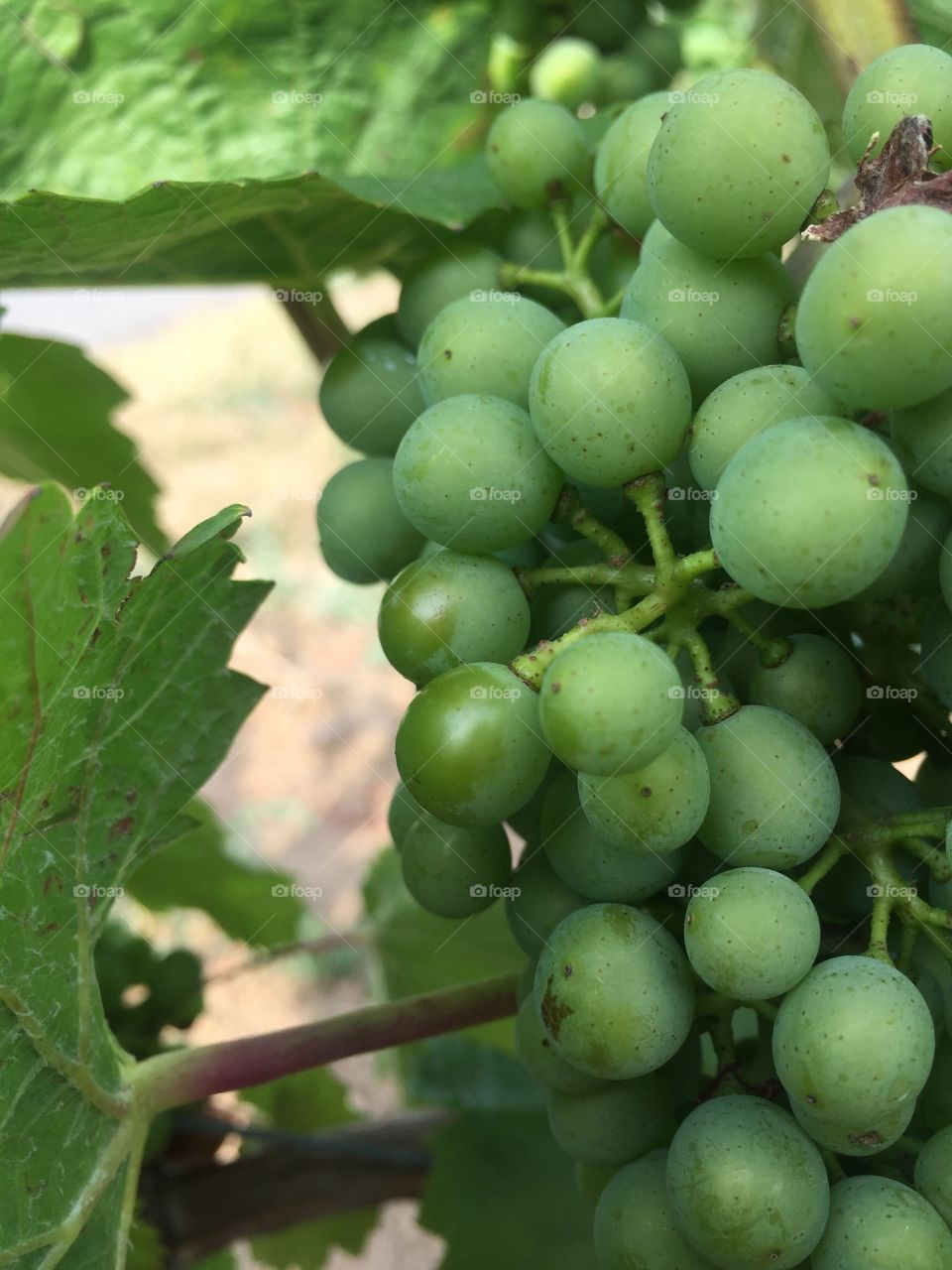 Riesling Grapes