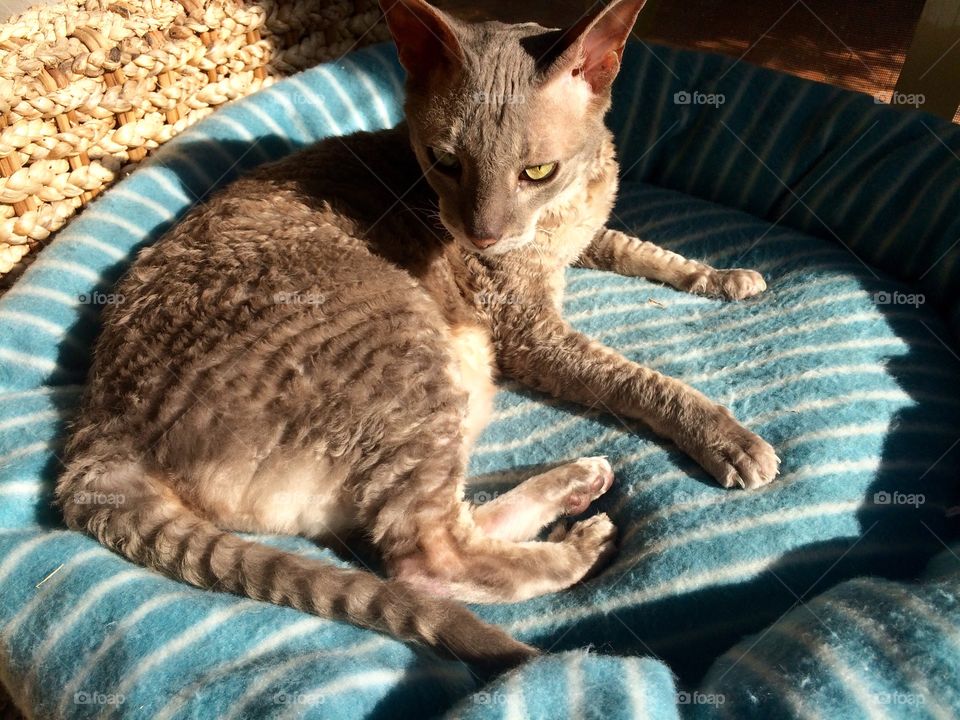 Chloé - Cornish Rex 