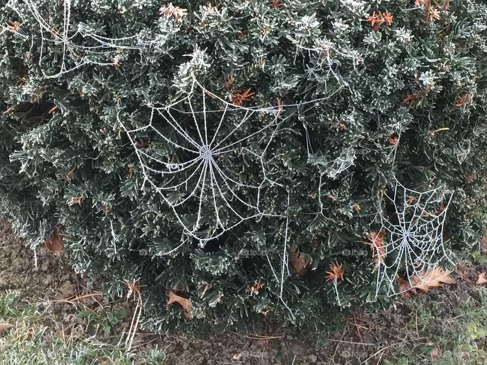 Frozen web