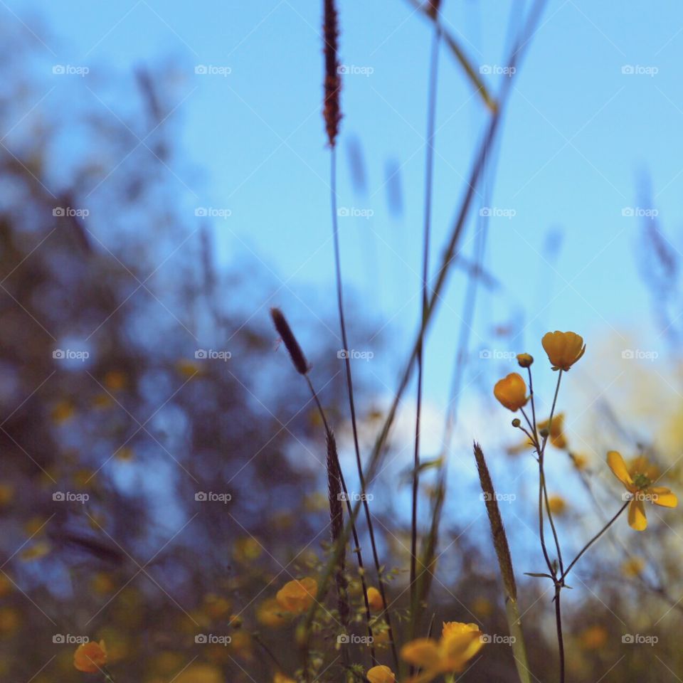 Wild flowers. Wild flowers 