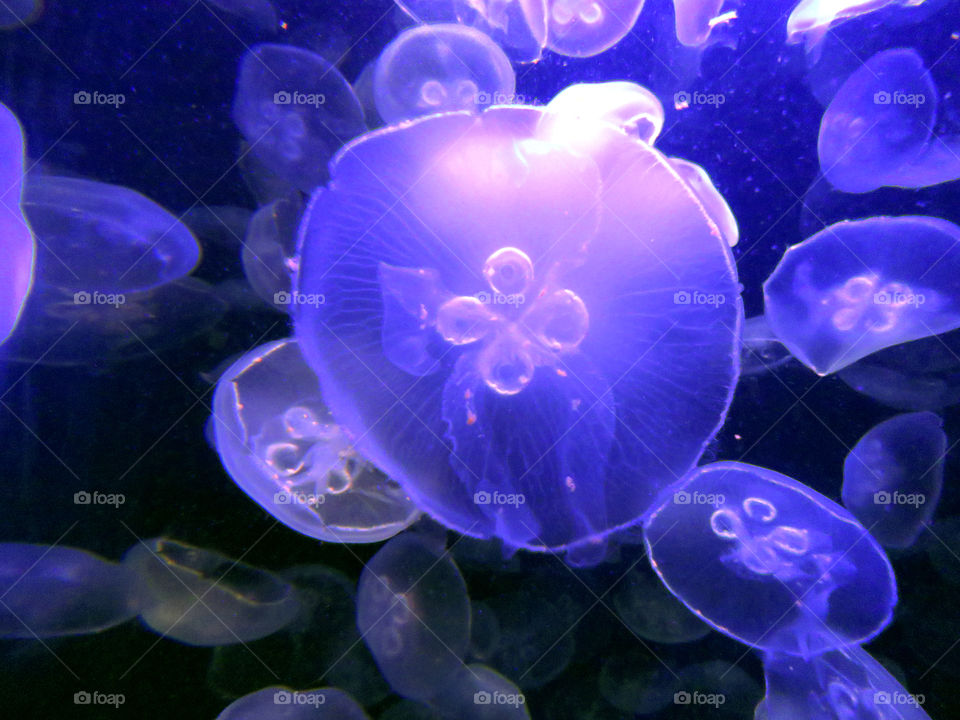 Jellyfish swimming around in a tank with purple lights