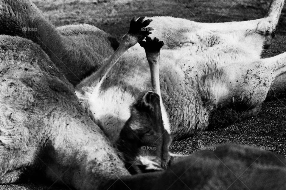 Sleeping Kangaroos