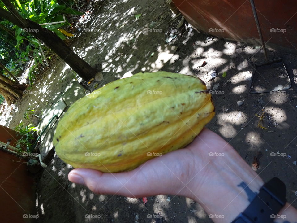 cacao