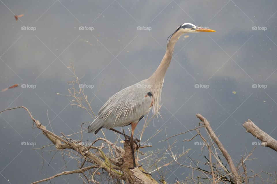 A colorful Great Blue Heron