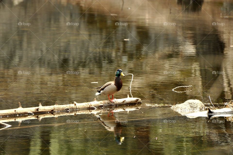 Curious duck