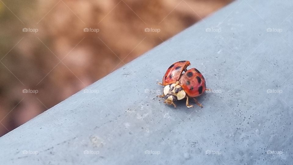Ladybug on a blue rail