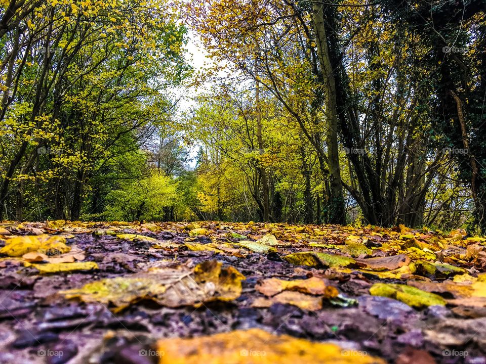 Fall, Leaf, Nature, Wood, Landscape