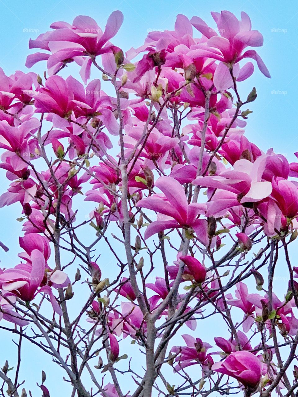 Pink magnolia flowering tree 
