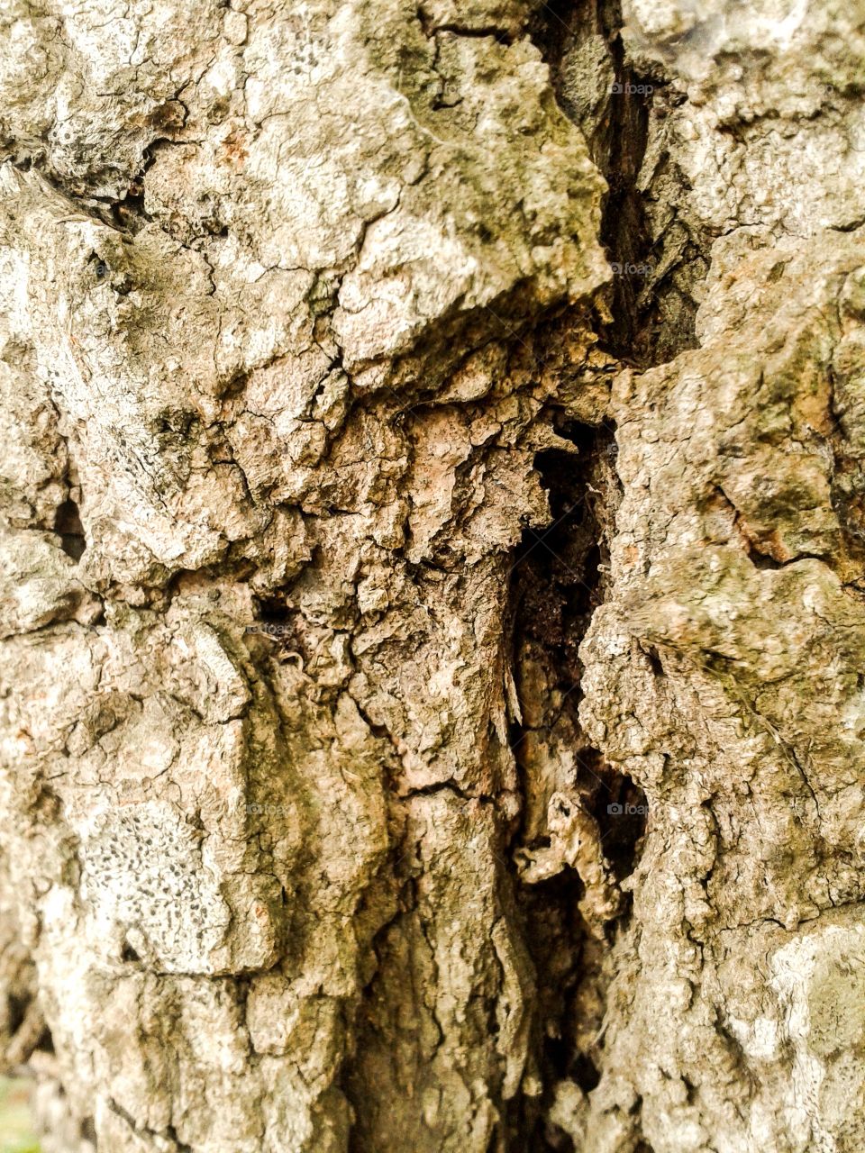 bark. grungw bark texture