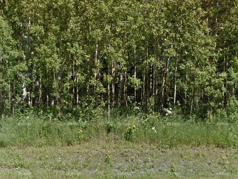 Trees because they are very beautiful