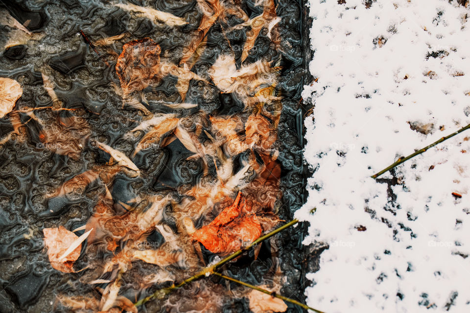 leaves in the ice