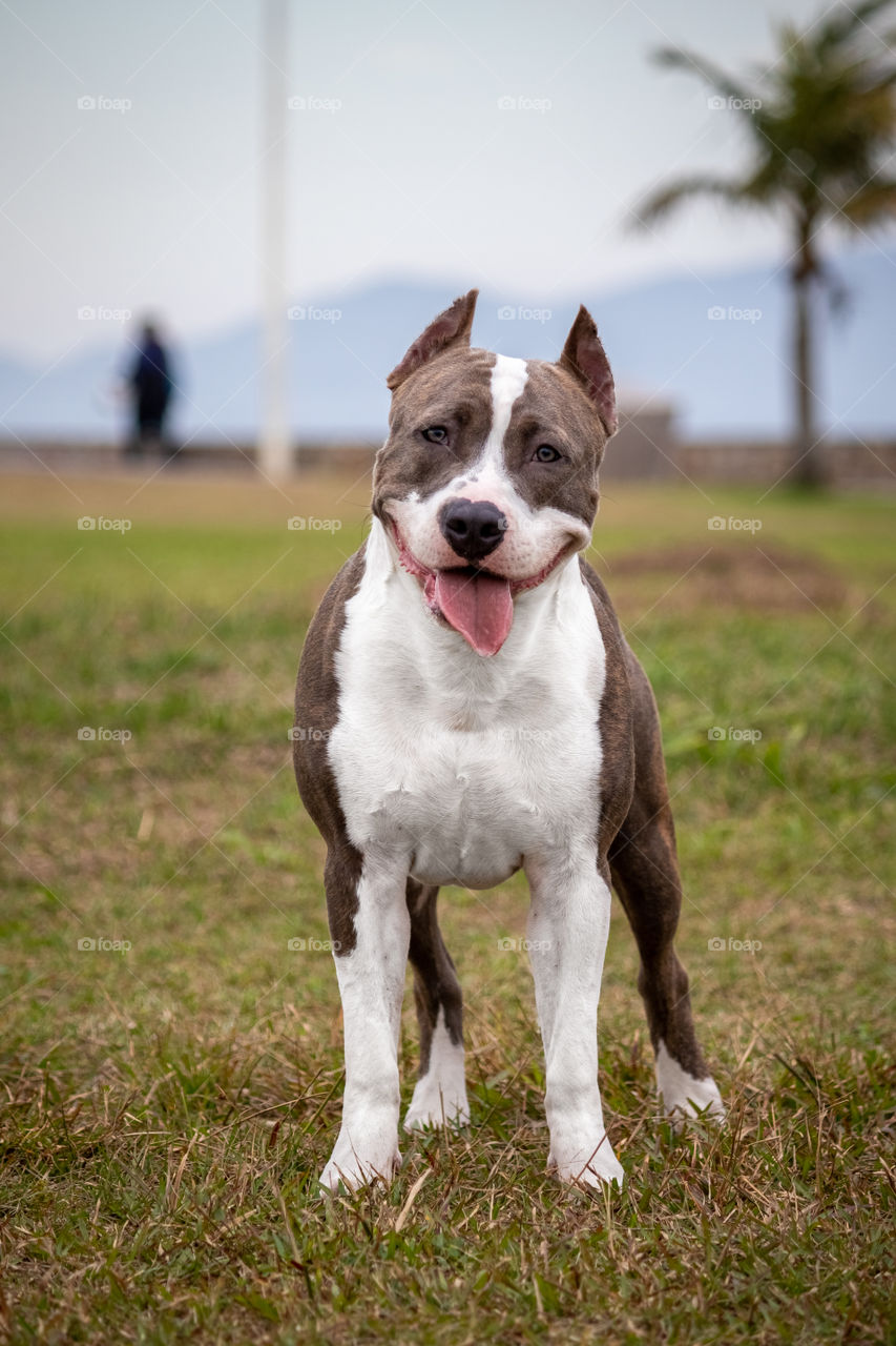 Beautiful happy pitbull dog while playing in the park