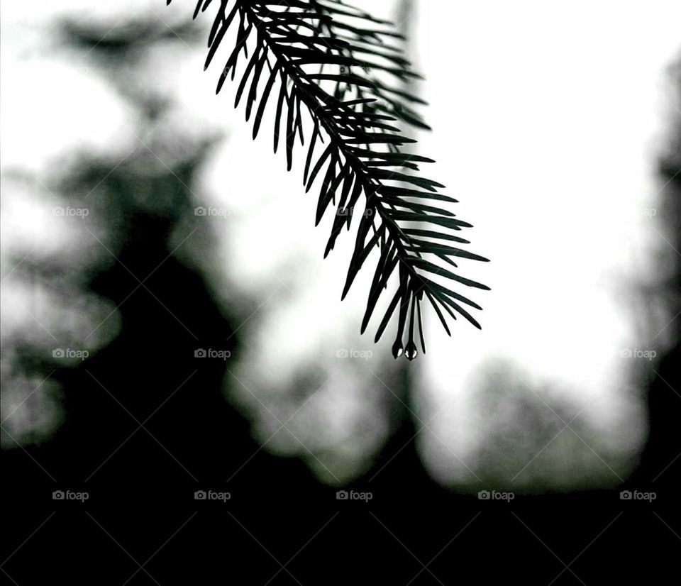 Waterdrops at forest with minimal black and white