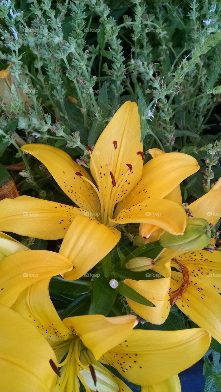 yellow Lilly. love tiger Lilly