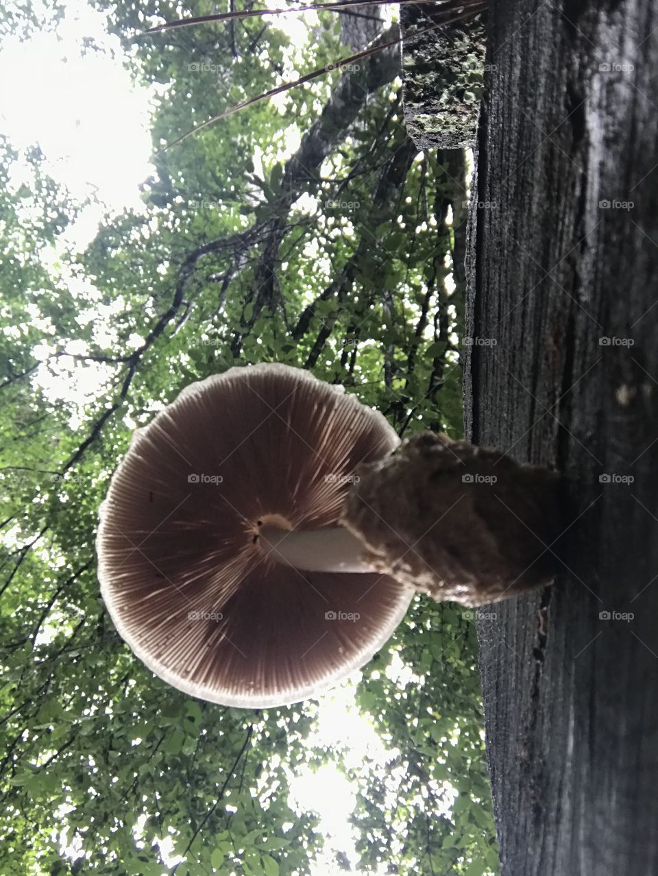 Beautiful mushroom 