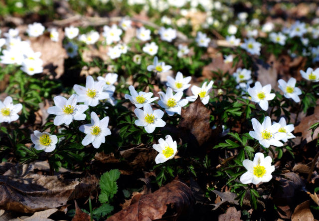 SprinG