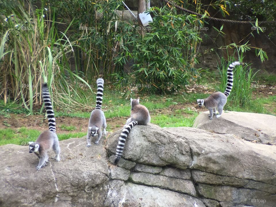 Lemurs 