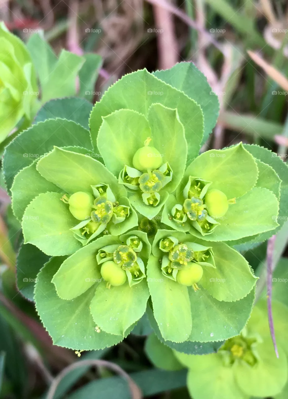 Verde 