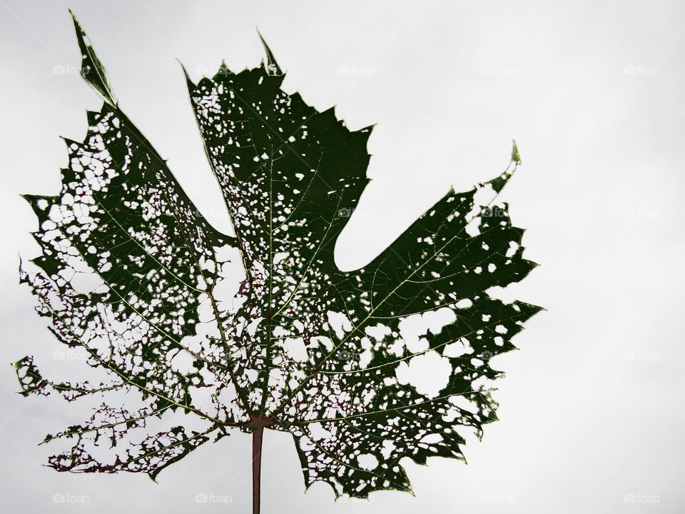 Leaf with holes…