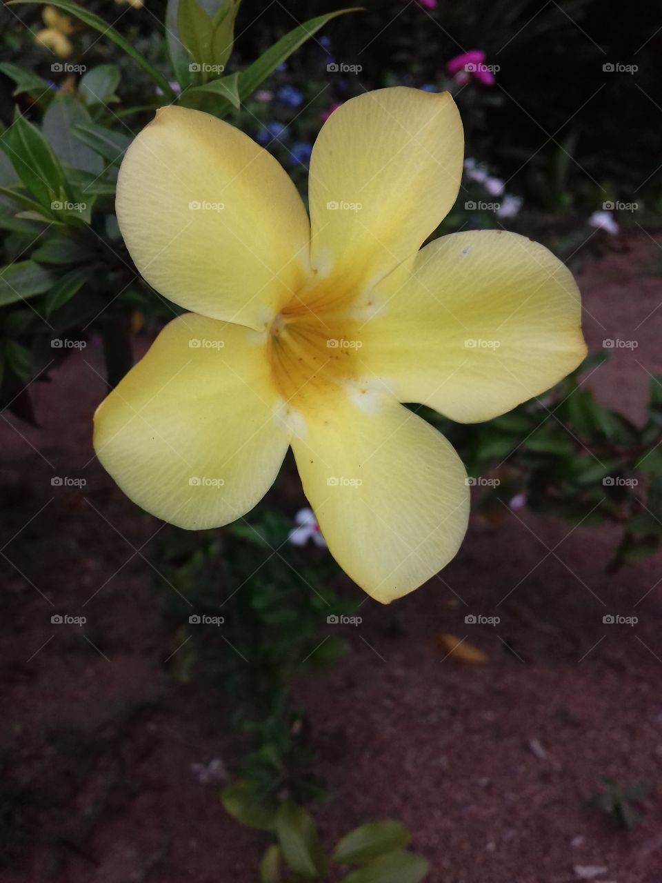 yellow flower