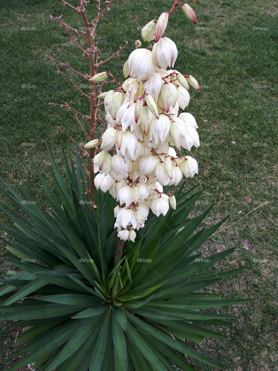 white flower