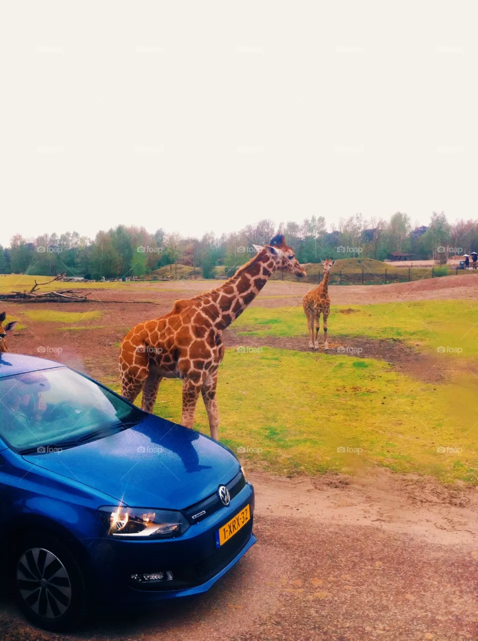 Safari