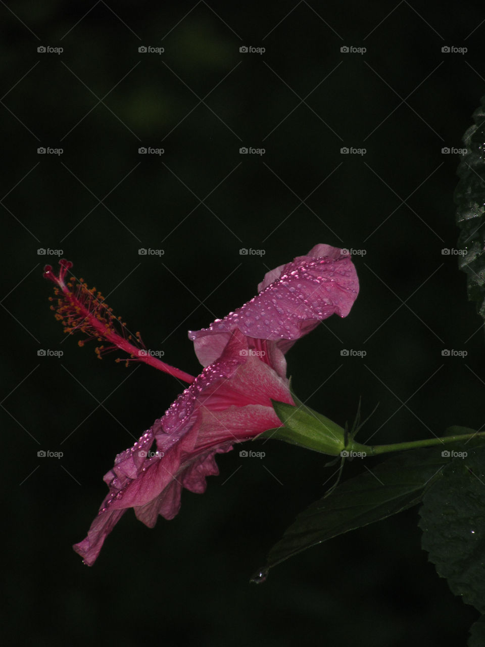 rain and flower