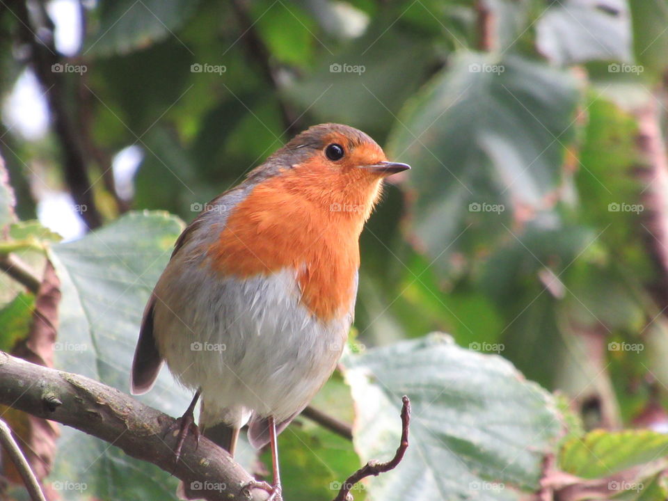A robin perched on a branch looking inquisitive