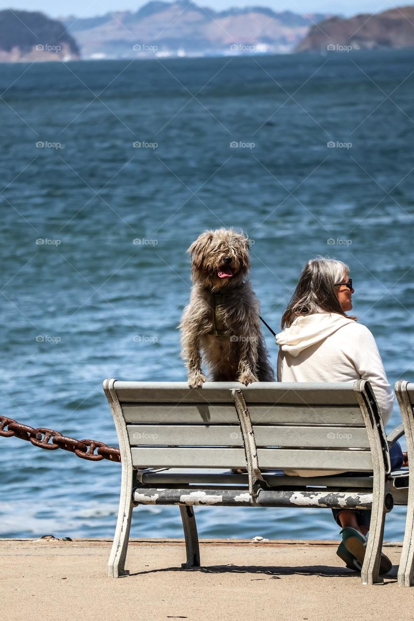 Shaggy dog sitting on a bench with his momma on a beautiful day looking out at the San Francisco Bay 