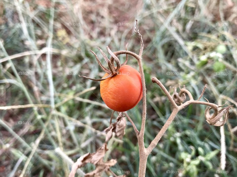 Indian tomato 